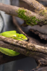 Small green snake python in moist rock moss biome enclosure warm climate resting on sticks