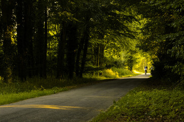 dark summer forest road through the forest with golden light at the end