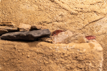 Small red gecko hiding cute funny in dry biome enclosure warm climate natural scenery background