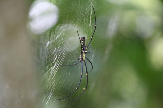 exotic spider on a web