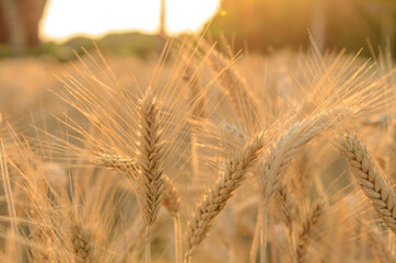 Detail of wheat field in golden light at sunset