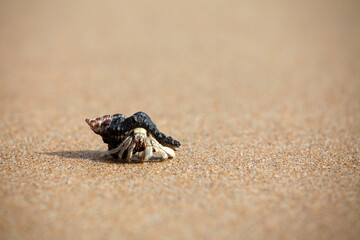 hermit crab on the beach
