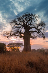 Baobab Trees at Sunset, Tanzania