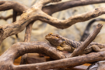 Iguana among sticks in sand biome enclosure warm climate natural scenery background