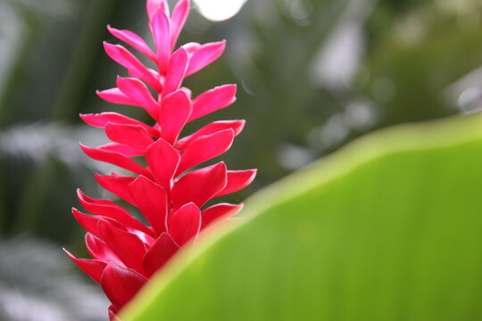 red flower of a plant
