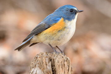 A Male Red-flanked bluetail (Tarsiger cyanurus)