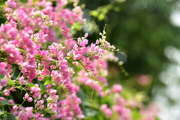 View of colorful flowers growing in garden