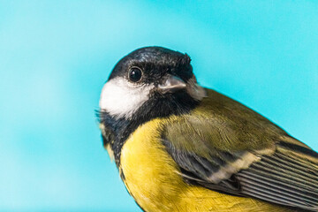 Fototapeta premium Close up of a tit (European bird) tilting its head to the side