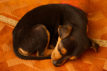dachshund puppy in a red hat