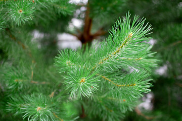 Beautiful green Christmas spruce tree branches. Beautiful winter landscape. Winter holidays, Xmas concept.