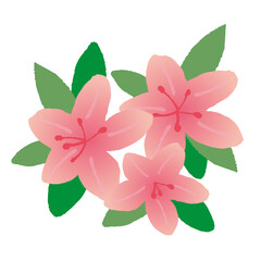 Illustration of a pale pink azalea. Vector illustration on a white background.