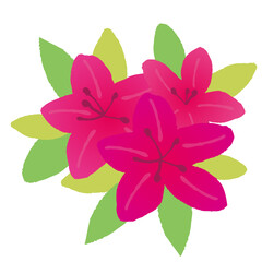 Illustration of a bright pink azalea. Vector illustration on a white background.