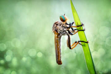 Exotic Insect Predator Called Robber Fly or Asilidae, in colorful background. 
Robber fly does not...