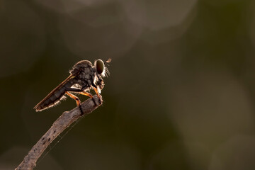 Exotic Insect Predator Called Robber Fly or Asilidae, in colorful background. 
Robber fly does not ambush its prey on land or in leaves, but when they were flying.