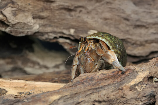 A hermit crab (Paguroidea sp)  on wood.