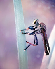 Exotic Insect Predator Called Robber Fly or Asilidae, in colorful background. 
Robber fly does not...