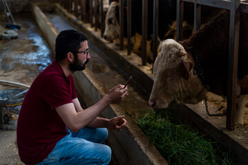 Smart Agritech livestock farming. Young farmer using a smart phone and statistics wireless on a smart phone app in a modern barn. Reading a dairy cows data ear tag