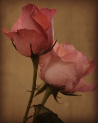 photo of artistic roses on the brown background