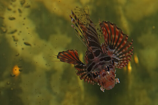 A lionfish (Pterois volitans) is swimming gracefully.