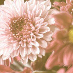 Fototapeta premium photo of artistic pink dahlia flowers in the garden