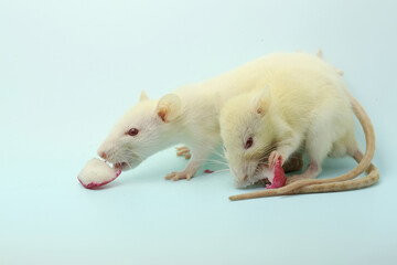 Two young white mice are eating fruit.