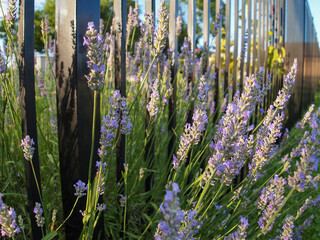 Lavender Blossoming Through Fence