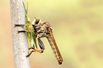 Exotic Insect Predator Called Robber Fly or Asilidae, in colorful background. 
Robber fly does not...