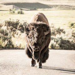 Large Male Bison Walks Toward Camera