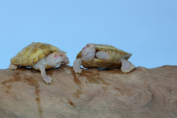 Two albino red ear slider tortoises (Trachemys scripta elegans) are basking on dry logs. Selective...