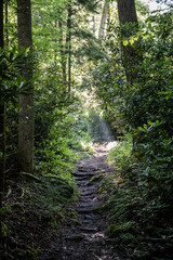 Fototapeta na wymiar Light rays over narrow dirt trail