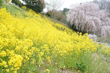 Obraz premium Rape blossoms and weeping cherry blossoms in Koriyama, Fukushima Prefecture