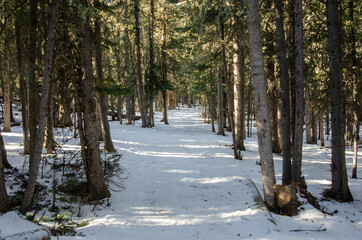 Looking Down Snowy Trail