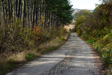 Fototapeta na wymiar Natural looking autumn forest high symmetrical tree trunks path road in Bulgaria, Eastern Europe