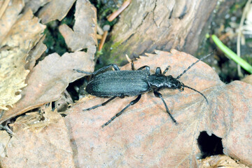 ミヤマカミキリモドキ（北海道・層雲峡）
