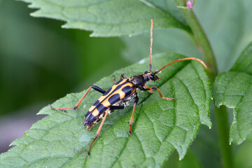 ヤツボシハナカミキリ（北海道・層雲峡）
