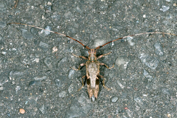 ヤハズカミキリ（北海道・鶴居村）
