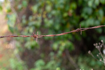 Metal pillar with rusty barbed wire sharp focus with leaf forest autumn green background in Bulgaria, Eastern Europe