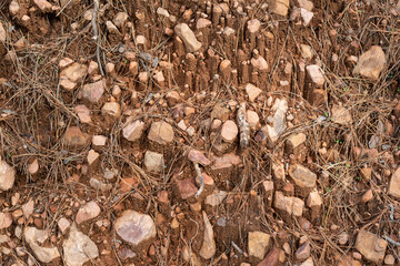 Laterite soil orange clay rocks dry grass pine needles in autumn forest in Bulgaria