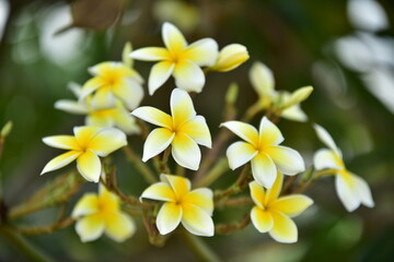 Fototapeta na wymiar Plumeria Flower. white flower.yellow flower or white flower background.Colorful flowers in nature.Colorful flowers in nature