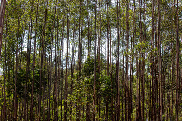 Fototapeta na wymiar Eucalyptus plantation closeup