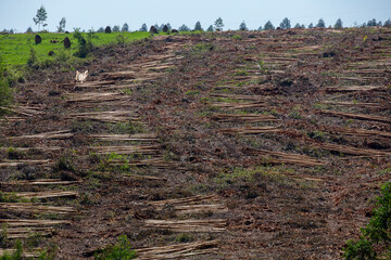 Freshly cut eucalyptus logs, ready for transport