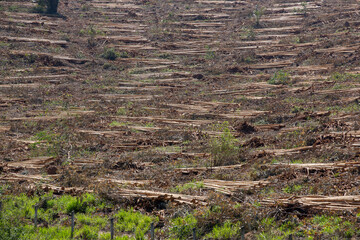 Freshly cut eucalyptus logs, ready for transport