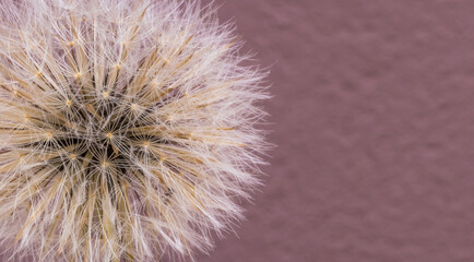 Close up de sementes de dente-de-leão