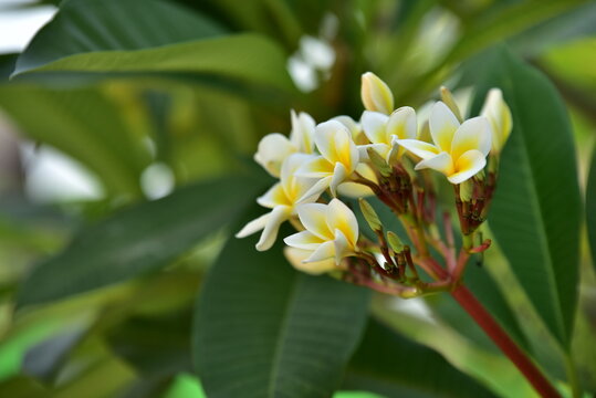 yellow fower in the garden