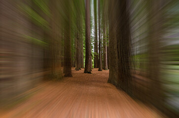 Redwood Grove in Hamurana Springs in motion blur, Rotorua New Zealand.