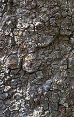 Image background with wood texture in black and white tone natural color