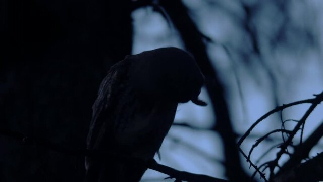 Close up feather care of long-eared owl (Asio otus) sitting on dense branch deep in crown. Wildlife tranquil portrait footage of bird in natural habitat background during twilight.