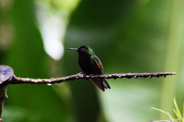 colibrí