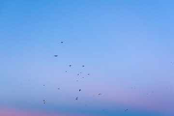 A gentle evening with blue and pink vibrant sky and migrating birds in flight calm landscape nature view in Plovdiv, Bulgaria