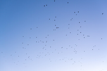 A gentle evening with blue and pink vibrant sky and migrating birds in flight calm landscape nature view in Plovdiv, Bulgaria